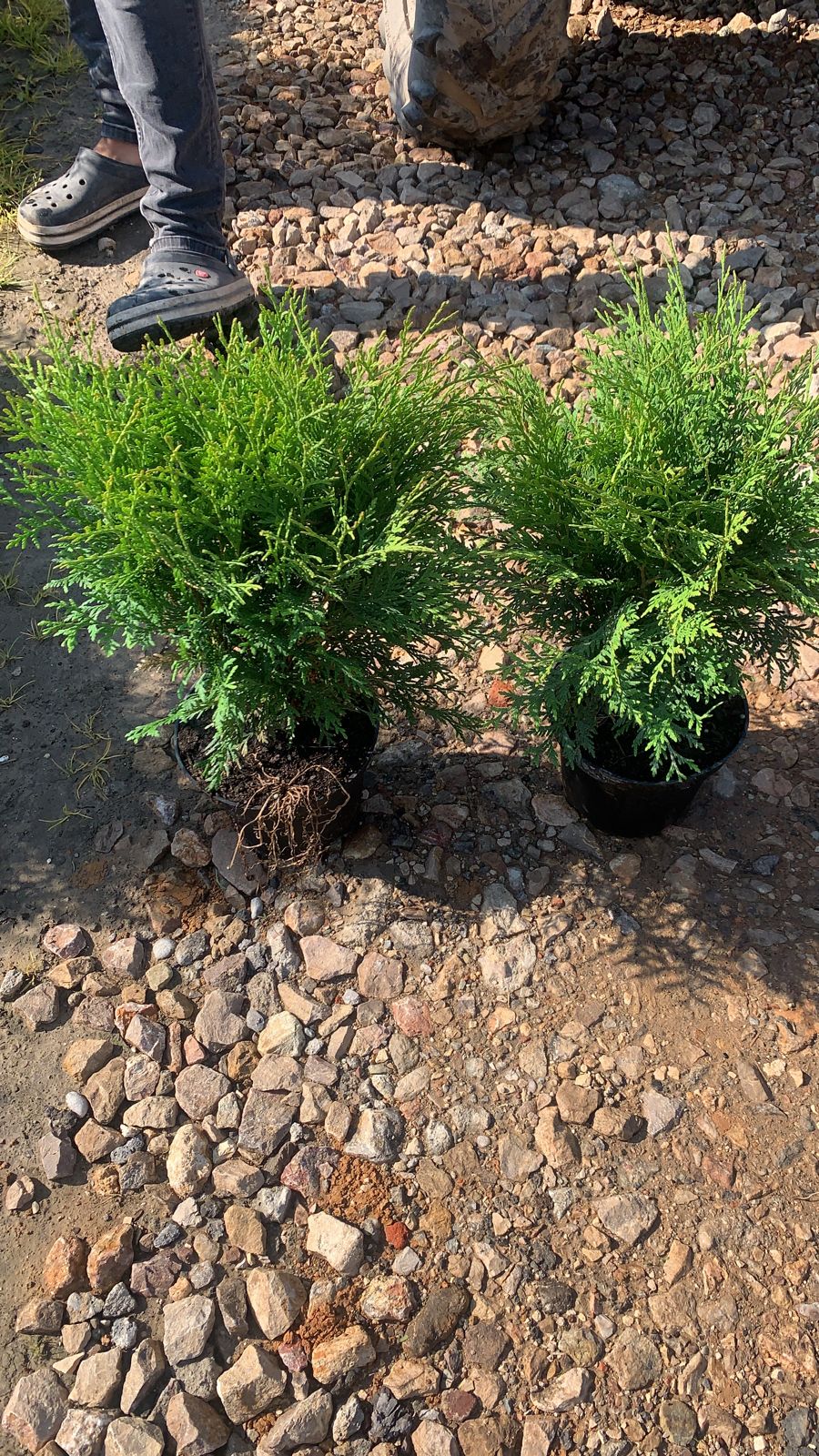 Туя западная Вудварди